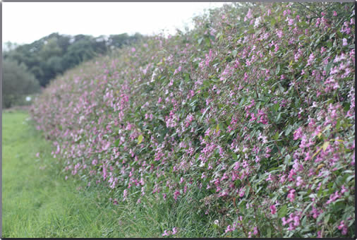balsam in hedge