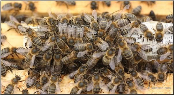 bees initial reaction to new queen