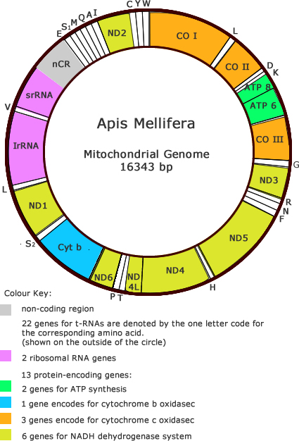 mitochondrial genome apis melllifera