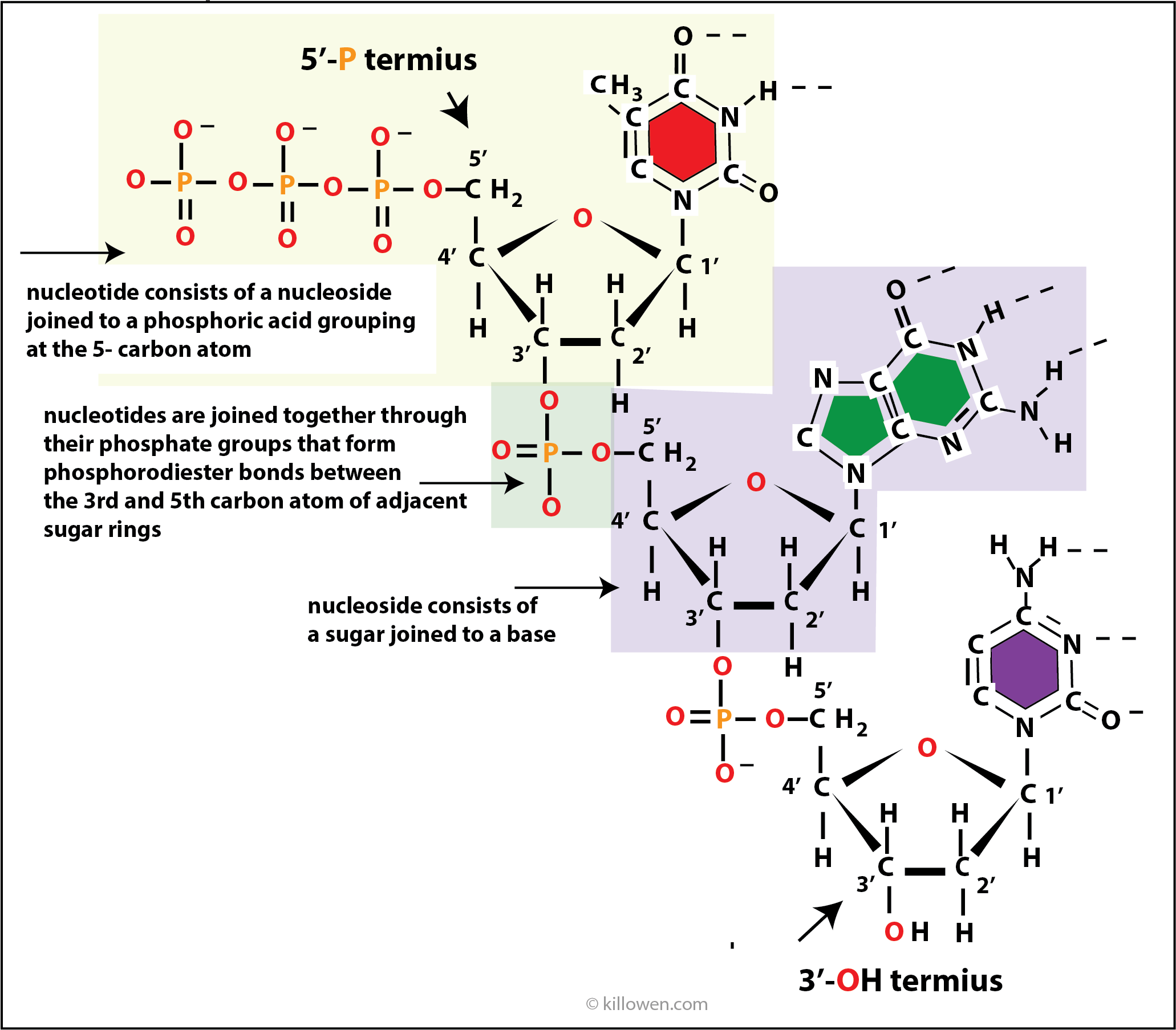 nucleotides and nucleosides