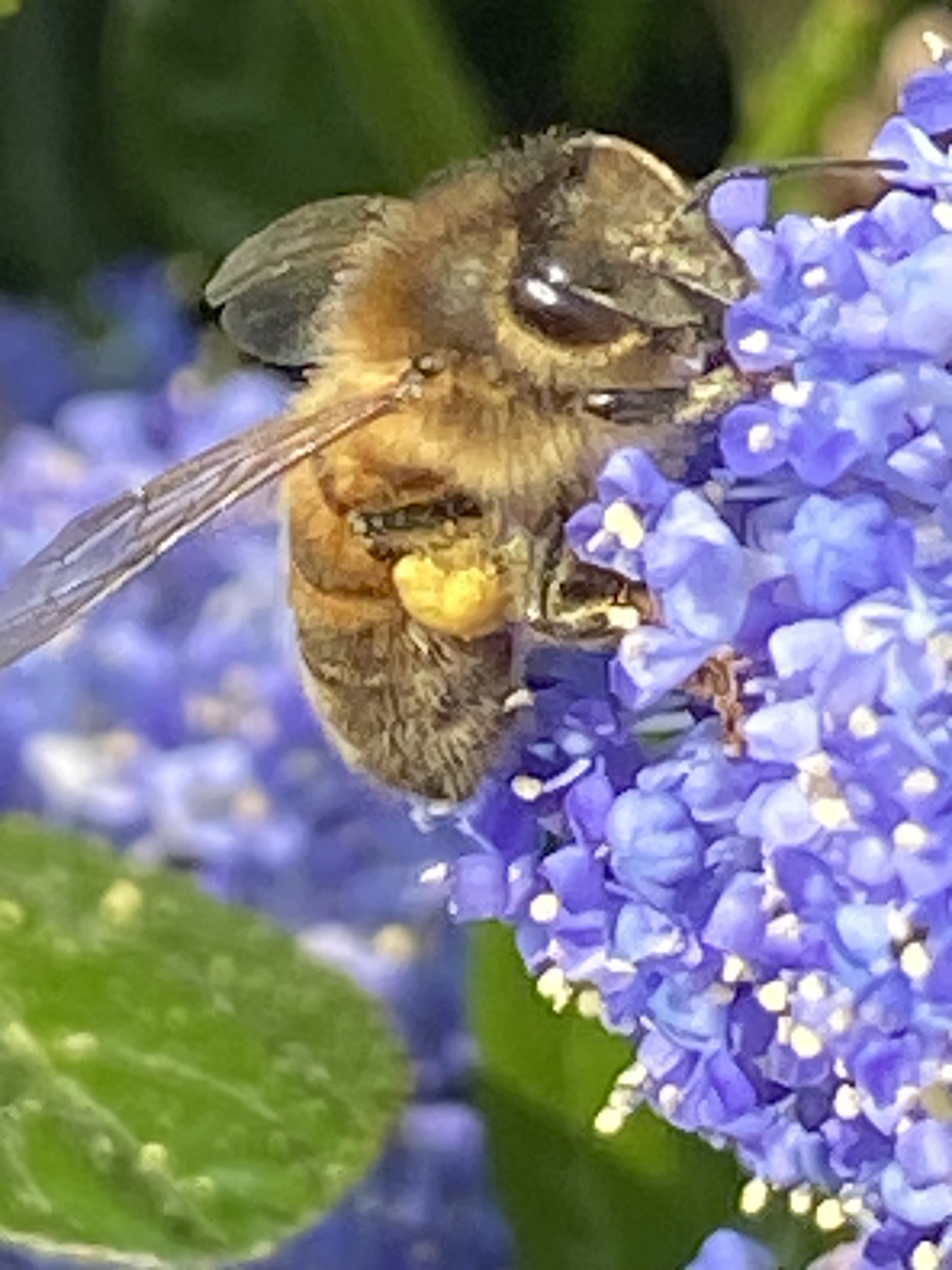 blackbee on apple blossom