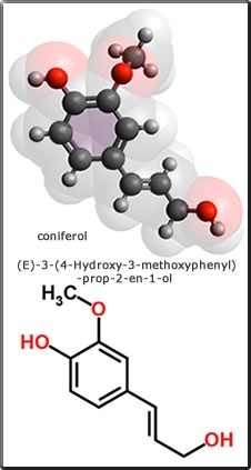 coniferol