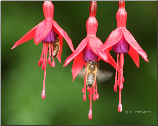 black bees on fuschia