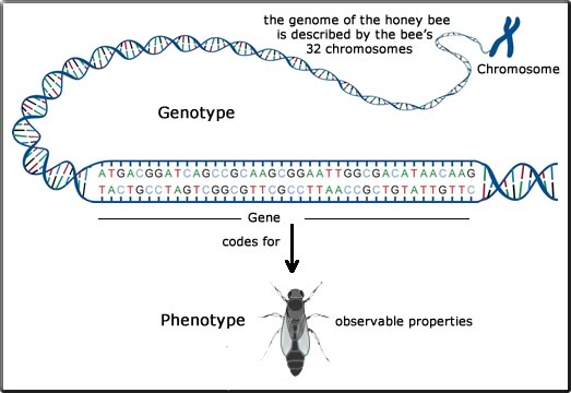 genotype - phenotype relationship