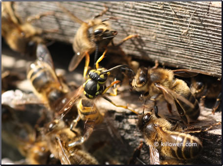 wasp attack