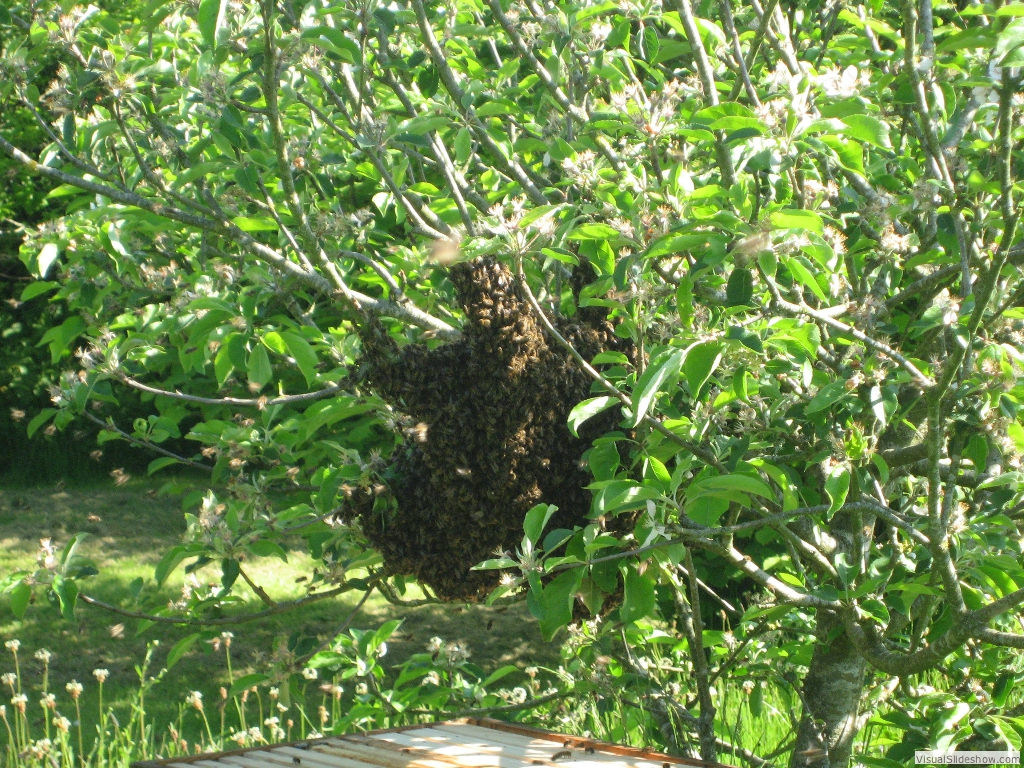 Close up of the swarm