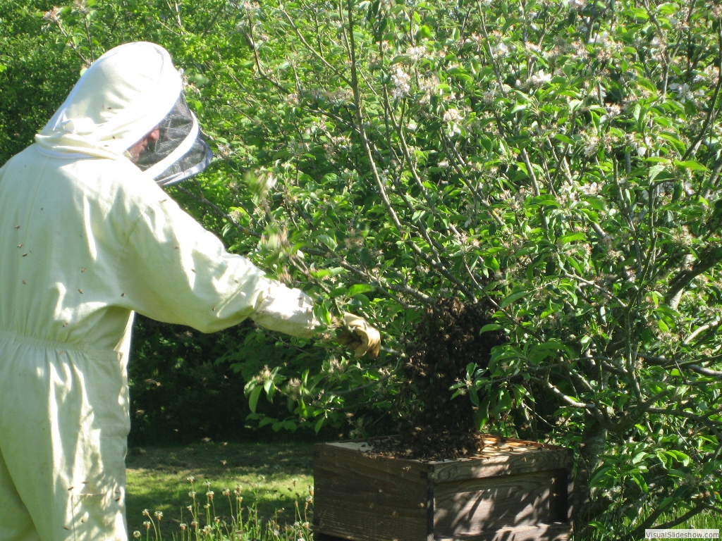 Knocking down the swarm