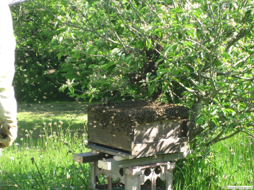 Bees all over the box