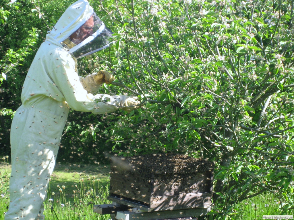 Brushing down the last of the bees