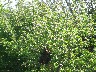 Large swarm settles in apple tree