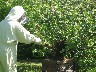 Knocking down the swarm