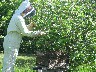 Brushing down the last of the bees